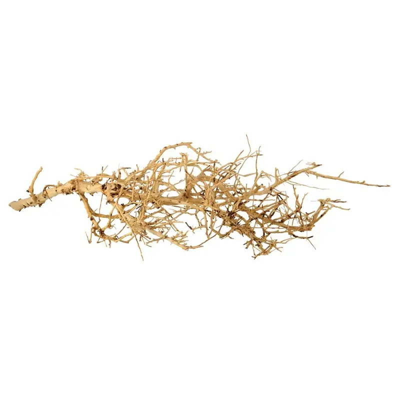 Underwater Treasures - Bird Nest Wood Md