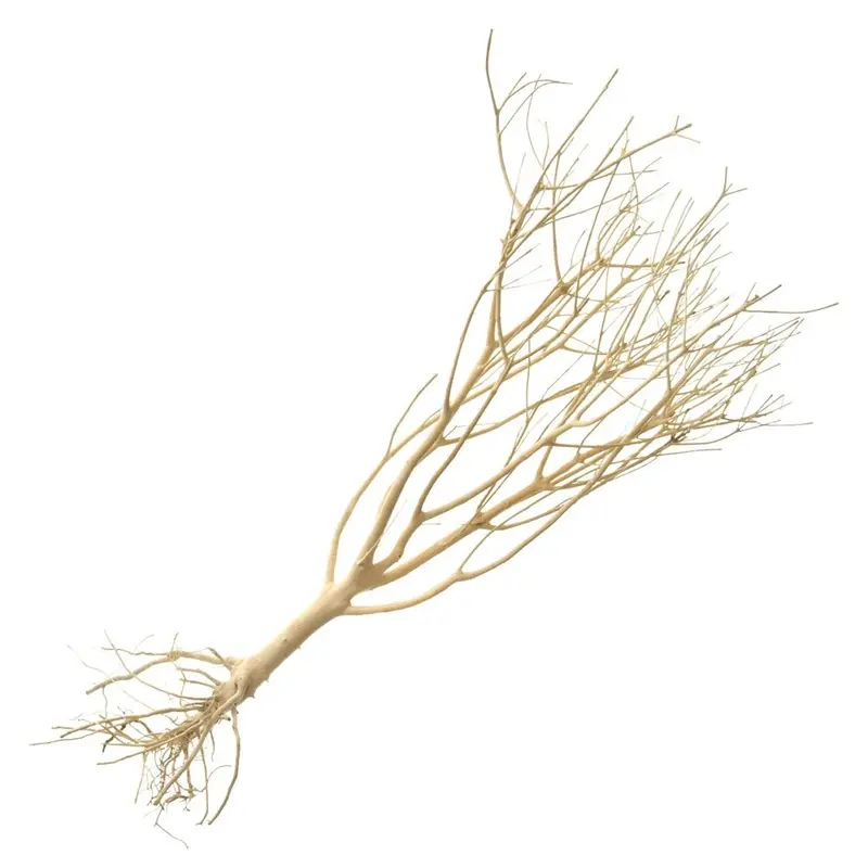 Underwater Treasures - Photinia Wood Lg