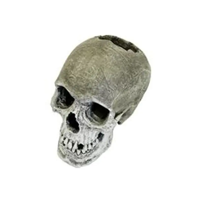 Peticare Exotic Environments Life-Like Human Skull