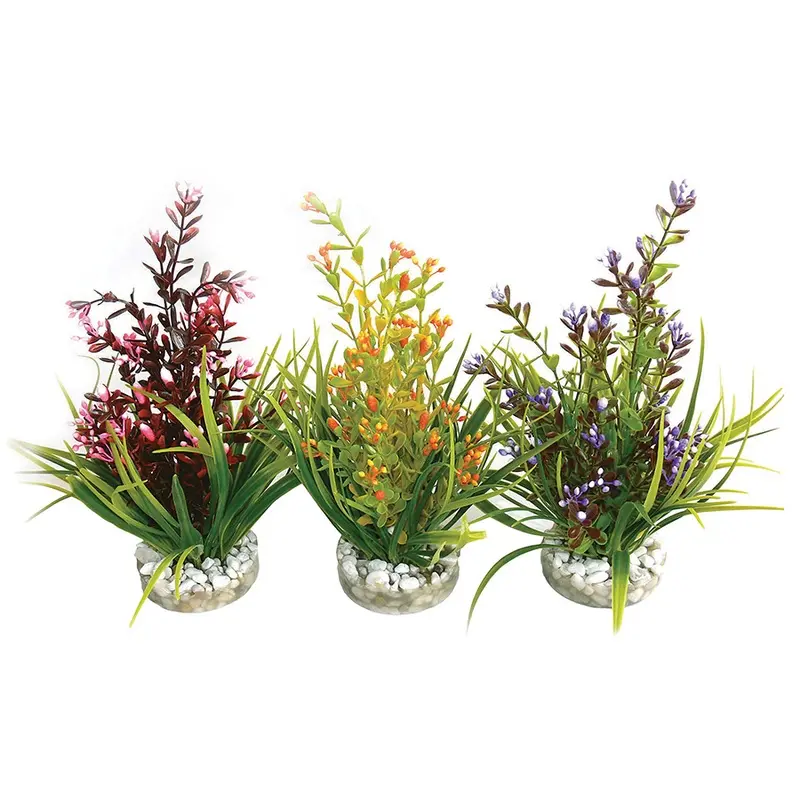 Sydeco Flowering Aquarium Plant