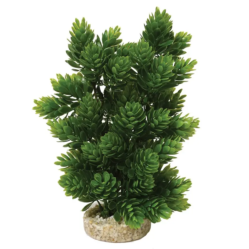 Sydeco Club Moss Aquarium Plant Large