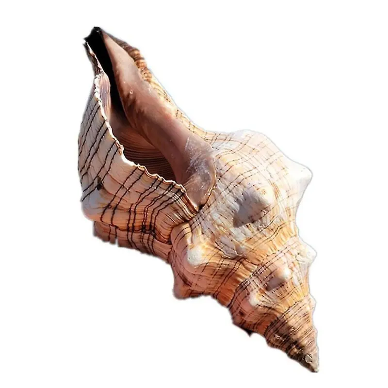 3"-7" Natural Conch Jumbo Seashells For Wedding Party Fish Tank Decor Large