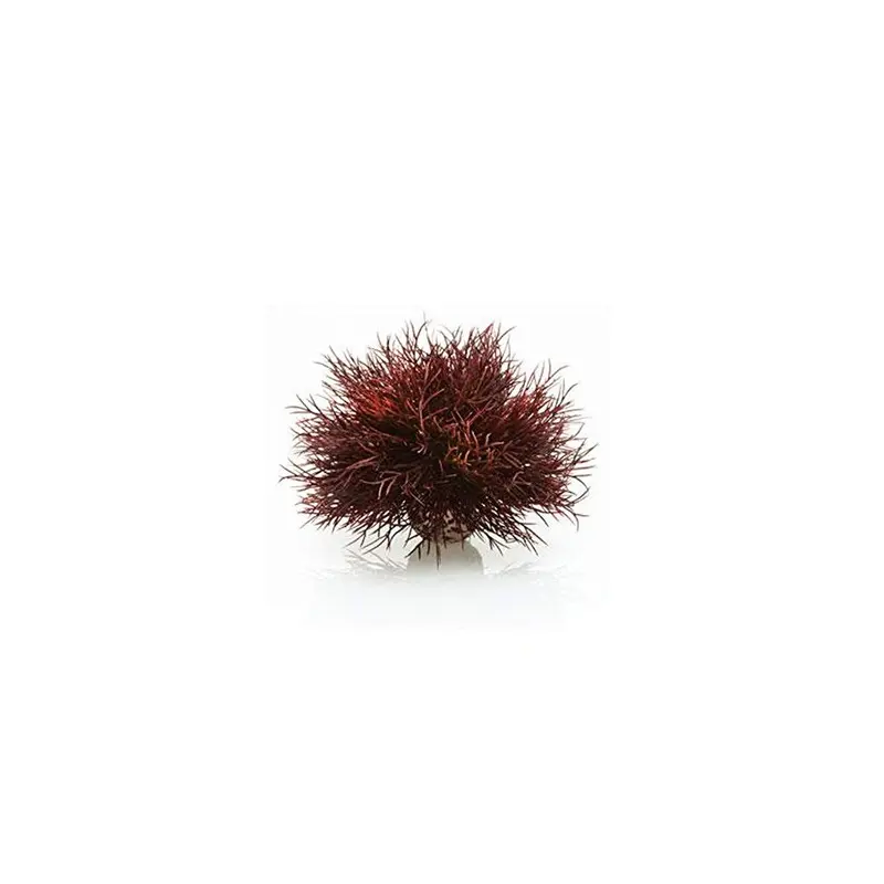 Biorb Red Aquatic Sea Lily Plant - Aquarium Plant Size 1