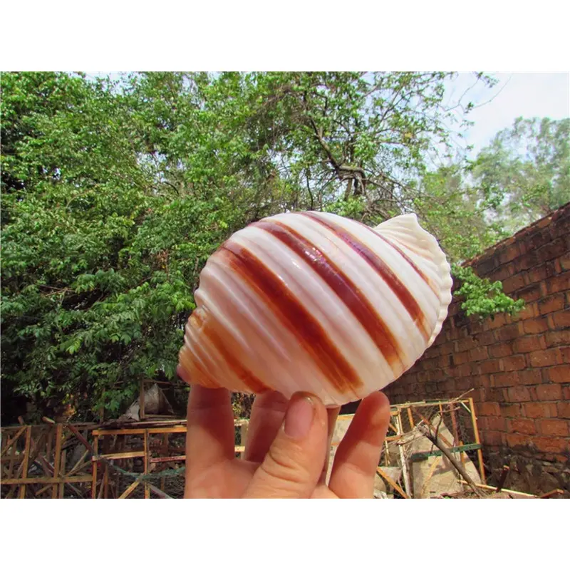 Ogquaton Natural Shell Aquarium Landscaping Ornament Fish Tank Decoration Large