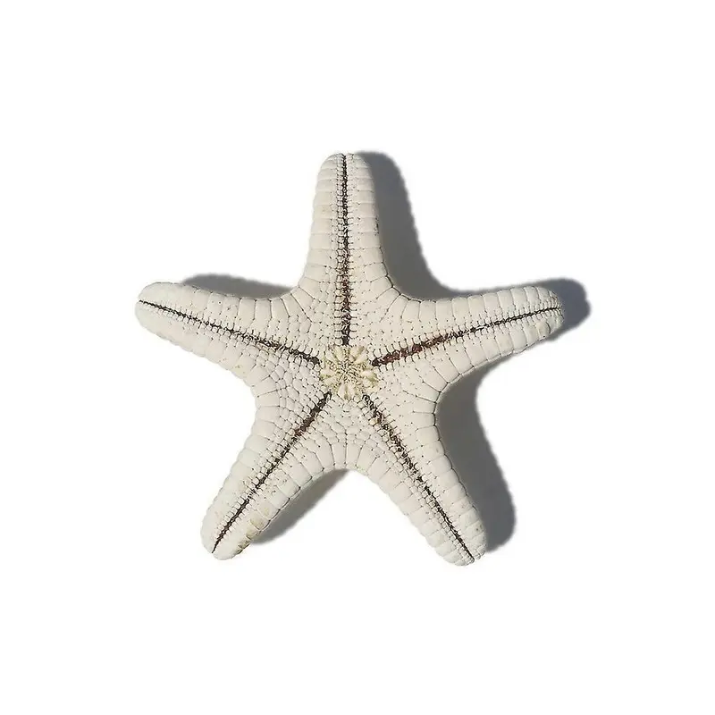 4Pcs Starfish Natural Decorative Starfish Micro Landscape Aquarium Ornament