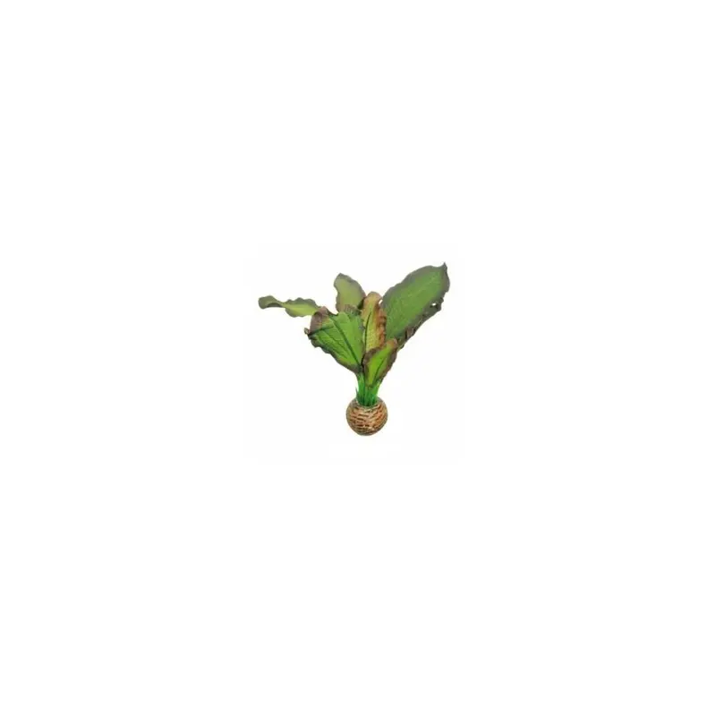 New Superfish Easy Plants Foreground - 3 - 515175 13Cm