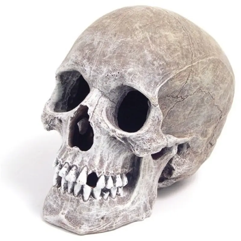 Rosewood Ribbon Life-Like Human Skull For Aquariums - X 17 X 14Cm Blue Size 11