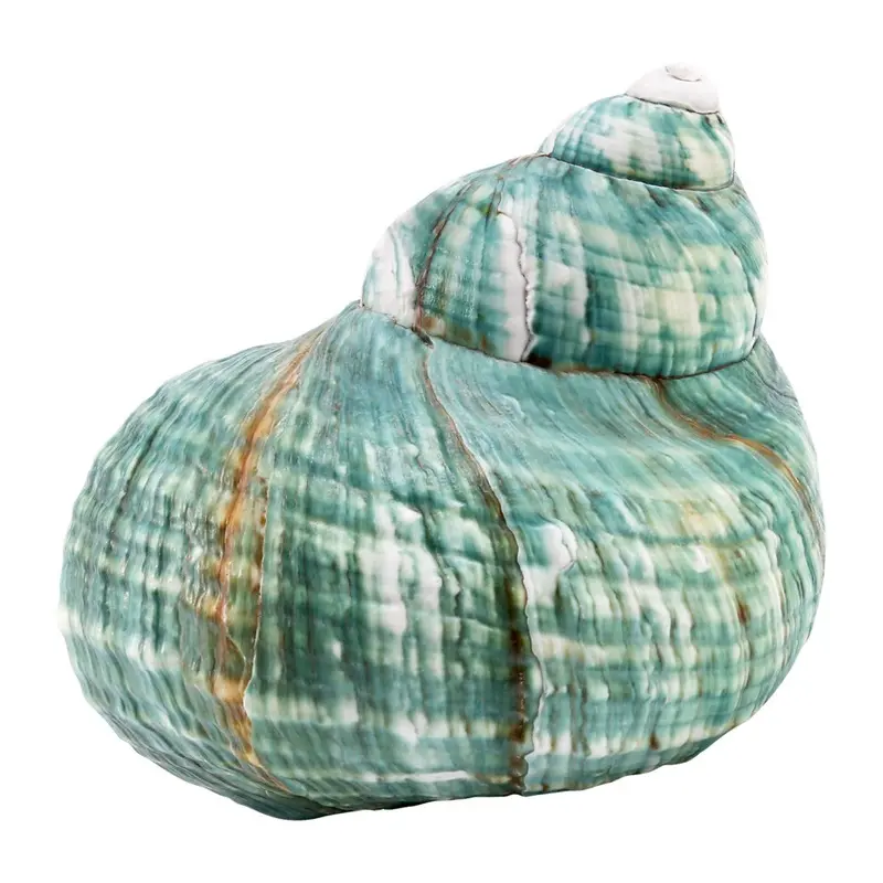 Markenlos Green Turbo Natural Rare Real Sea Shell Conch Decor Ocean 1Pcs 10Cm