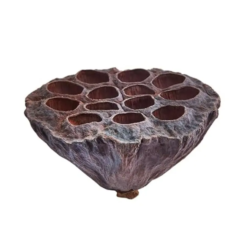 Swell Uk Dried Lotus Pods Pack Size 2