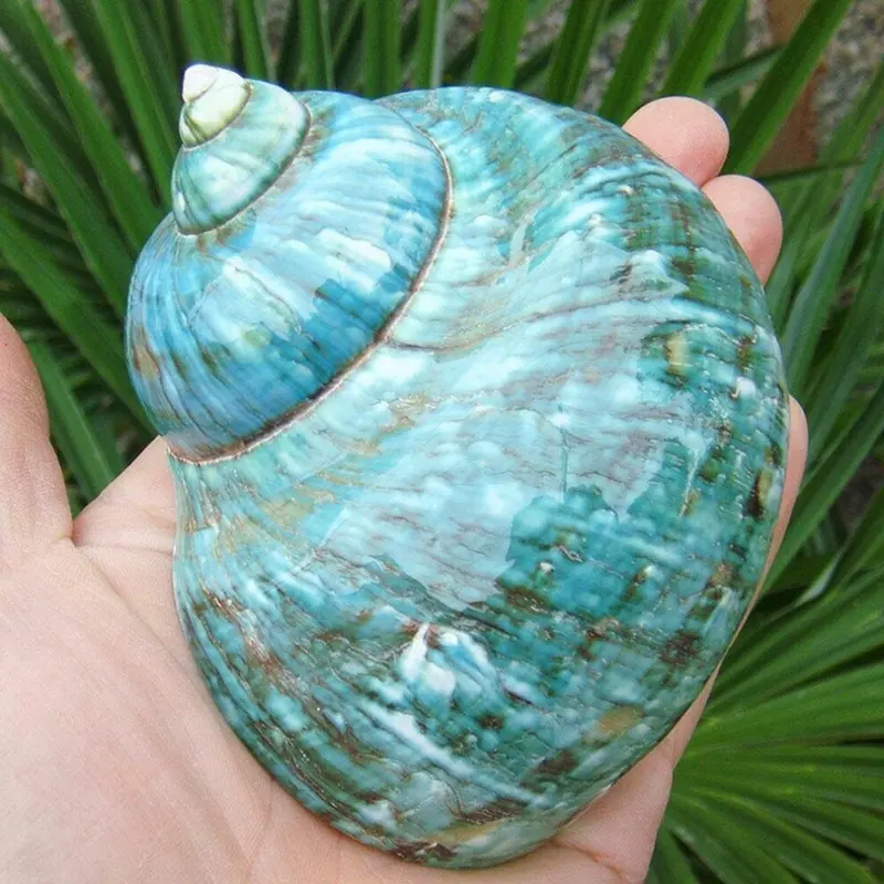 Mdsrjone Green Turbo Natural Rare Real Sea Shell Conch Aquarium Home Decor