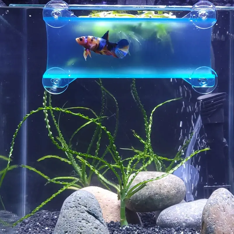 Zieshelter Seeshelter Brand Betta Tunnel (Translucent Aqua)