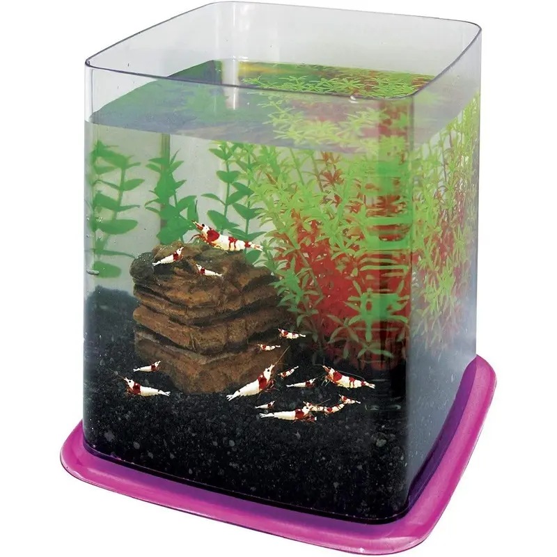 ICA pt073e Bettera Betta Battle Paradise