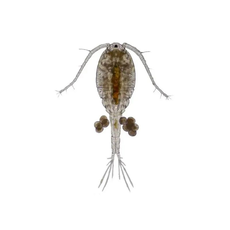 Swell Uk Live Copepods Aquarium Fish Food Pack Size 10
