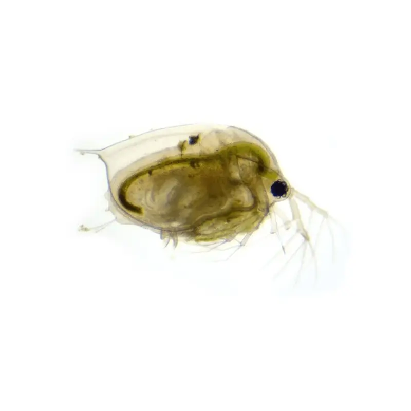 Swell Uk Live Daphnia Aquarium Fish Food Pack Tropical Fish Food Size 10