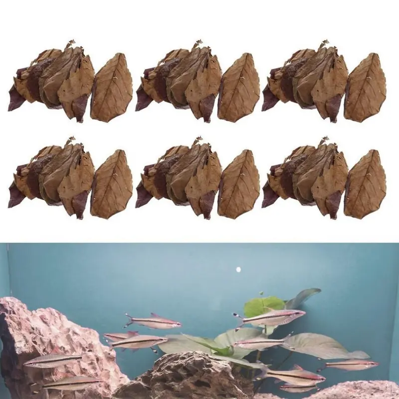 6X 10Pcs Leaves Indian Almond Useful Practical Size 6