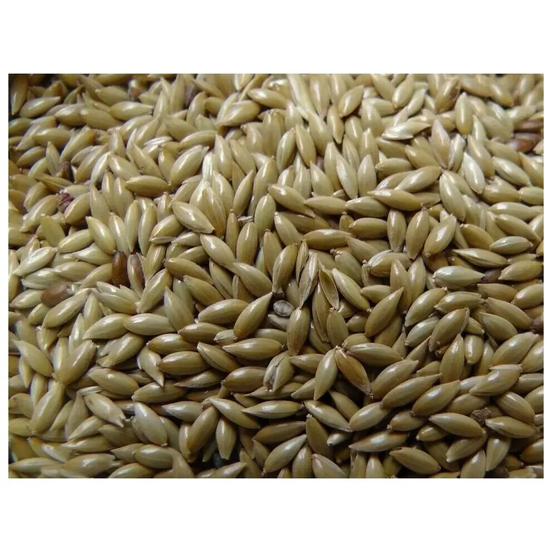 Alpista Alpiste Canary Seeds Birds Food Scagliola Lbs - 1.10 Lbs - 0.55 Lbs Size 2.20