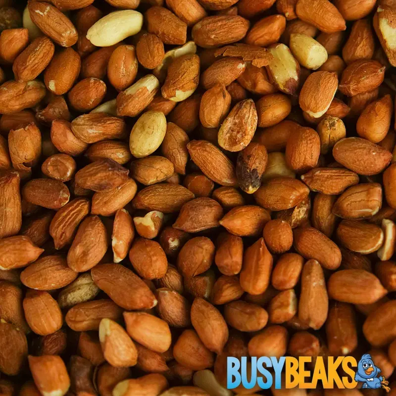 Busybeaks Whole Peanuts - Fresh Premium Wild Garden Bird Energy Seed Food Feed 10Kg