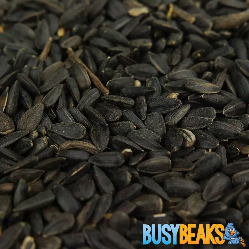 Busybeaks Black Oil Sunflower Seeds - Oil Rich Feed Wild Garden Bird Food