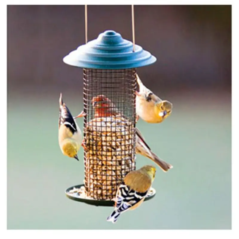 Black Oil Sunflower Magnum Bird Feeder, 0.75 Pound Capacity