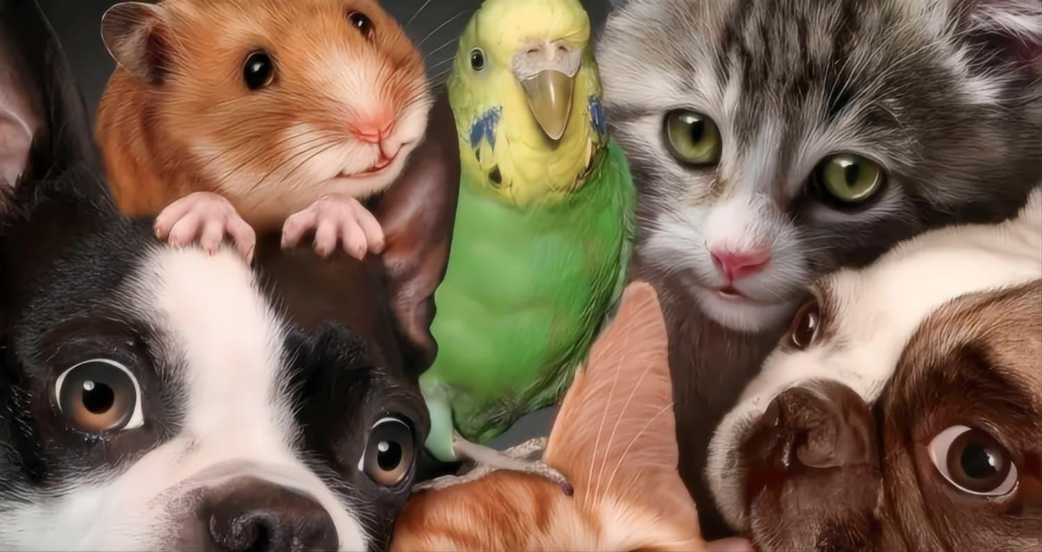 Tiny Pet Store | Small Pet Supplies, Cages, Bowls, Toys & Accessories Online